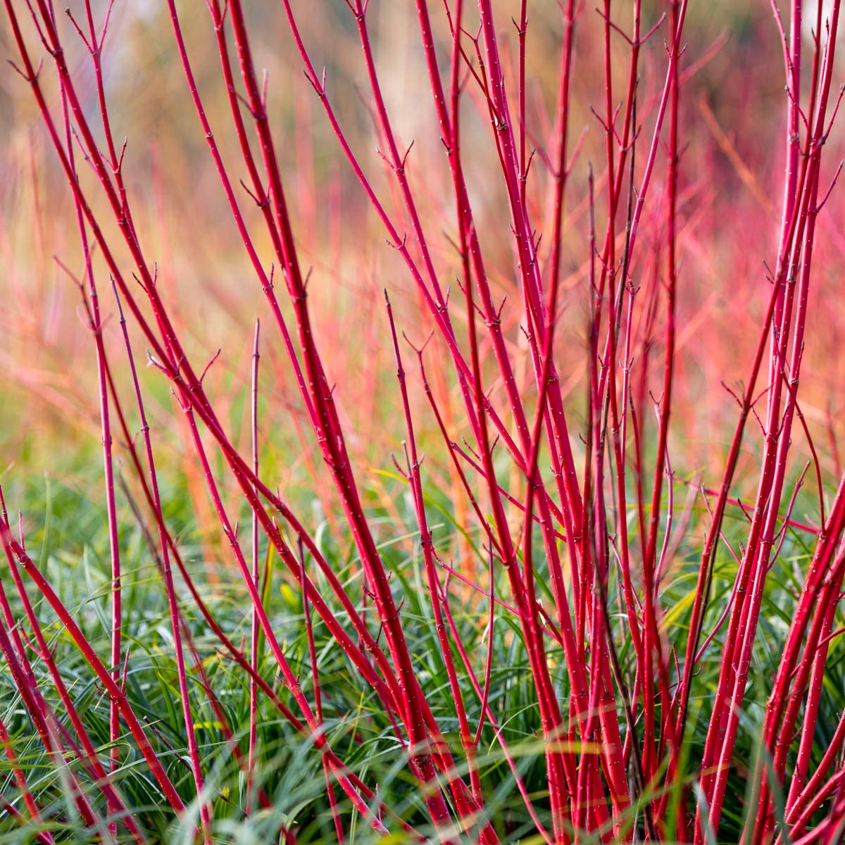 Direct Gardening Cardinal Red Twig Dogwood Starter Hedge Kit Dormant Bare Root White Flowering Starter Shrubs 2 Pk, Can't Ship to FL