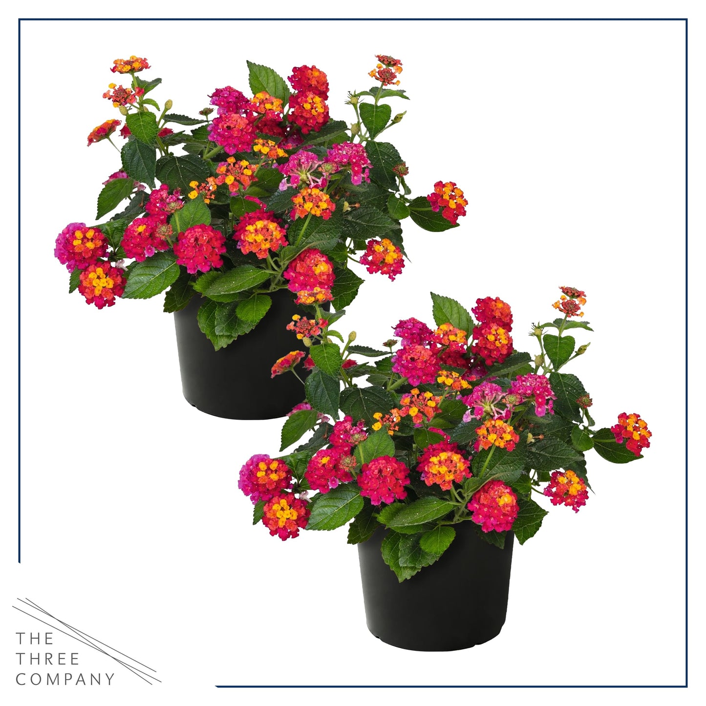 Live Flowering Lantana - Havana Sunset - Color Mix (2 Plants Per Pack) - Grower's Choice Multi Color Blooms, Healthy Blooming Pollinator, 8" Tall by 5" Wide in 1 Qt Pot