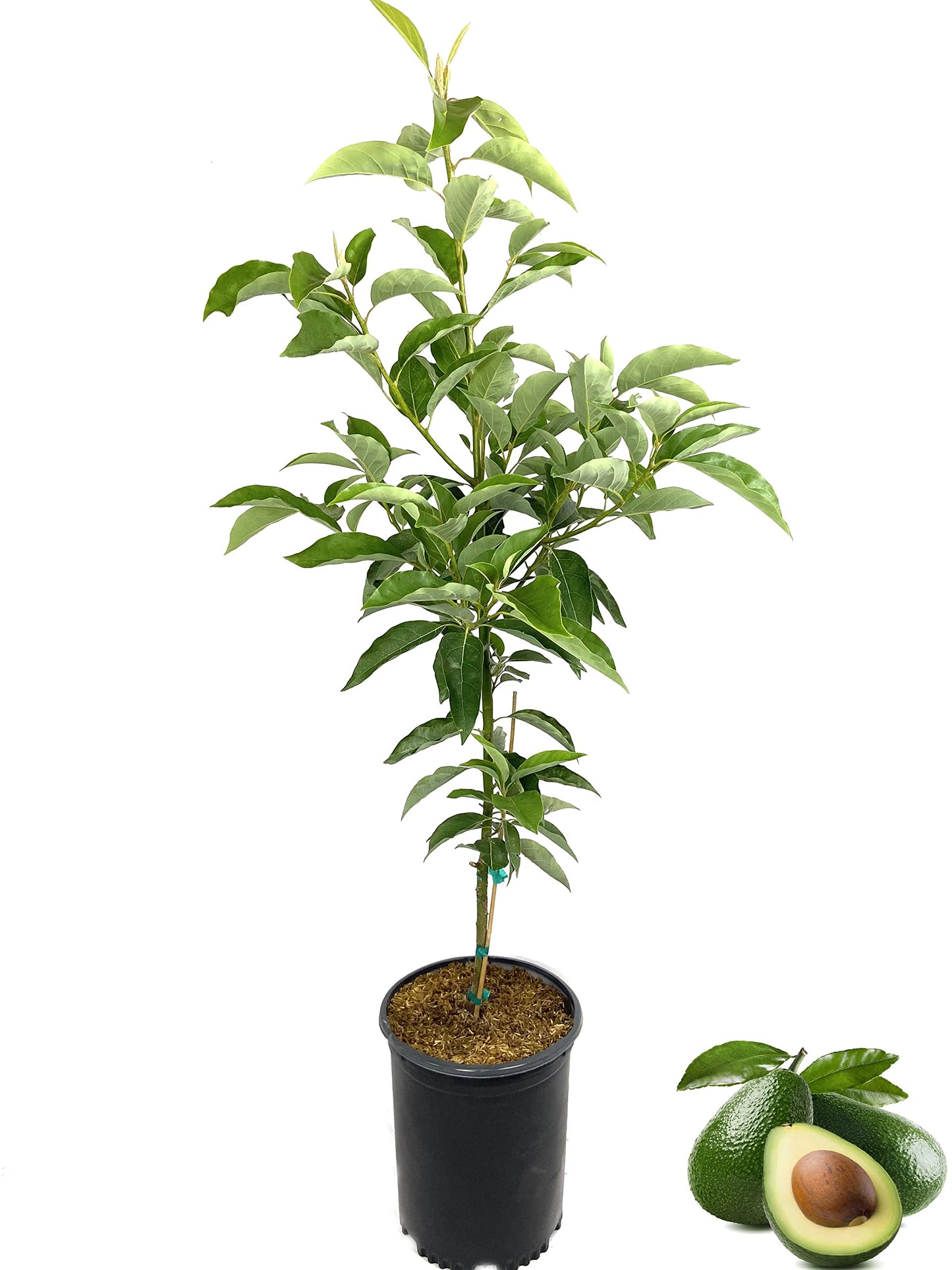 Avocado Tree - Live Tree in a 3 Gallon Pot - Grower's Choice Based on Season and Availability - Fruiting Plant for Patio and Garden