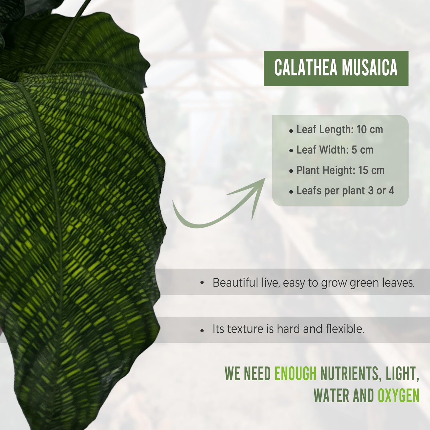 LEAL PLANTS ECUADOR Calathea Musaica Evergreen Live Indoor Plant| Calathea Network Prayer Plant |Natural Décor -Gift for Plant Lovers