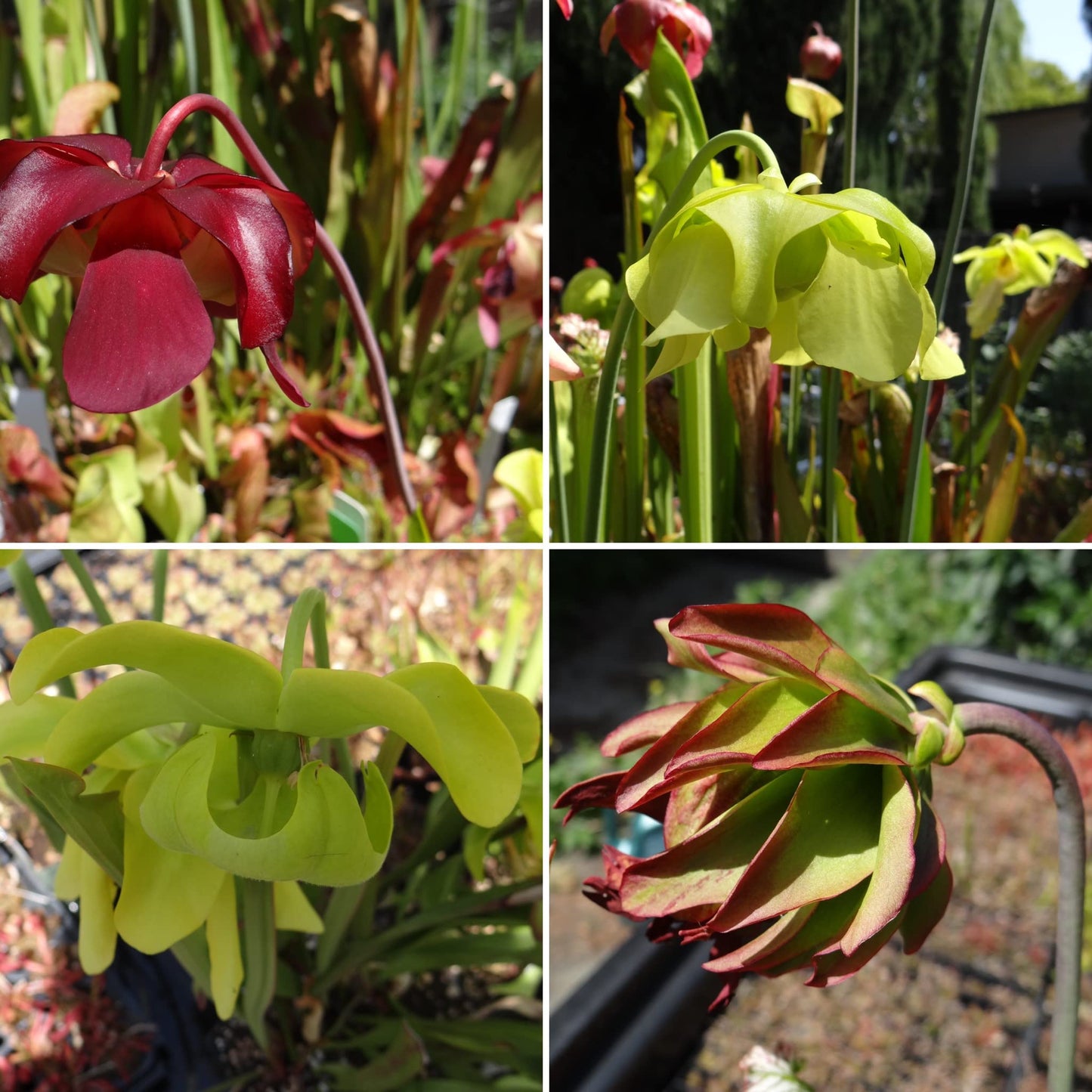 Savage Gardeners Live Carnivorous Pitcher Plant Sarracenia - Flowering Sized, Beginner-Friendly, Comes Potted in 2.5'' Pot