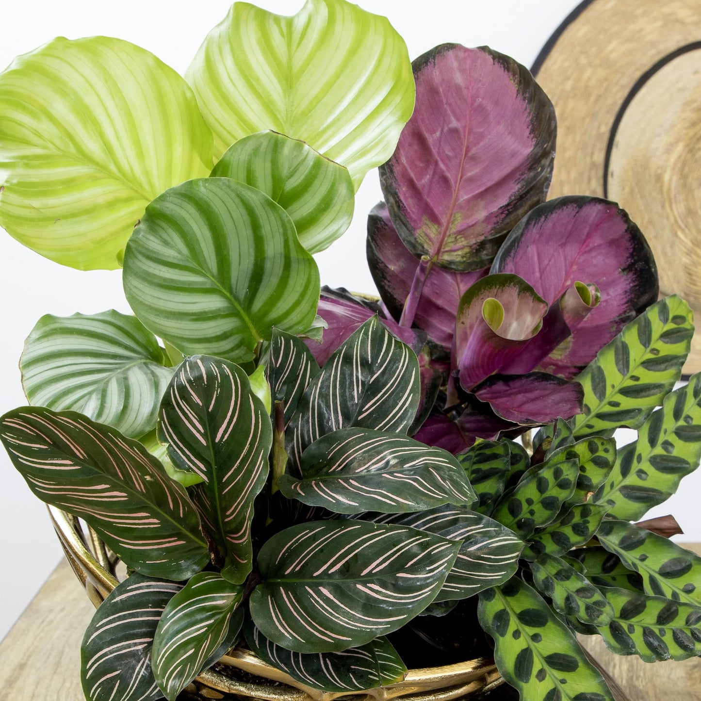 Live Calathea Houseplant (4 Pack), Pet Safe Plants for Cats & Dogs, Makoyana, Rattlesnake, Roseopicta, Air Purifying Indoor Plant Mix, Freddie, Orbifolia, Prayer Plants, Real Calatheas, 4.25 in. Pots