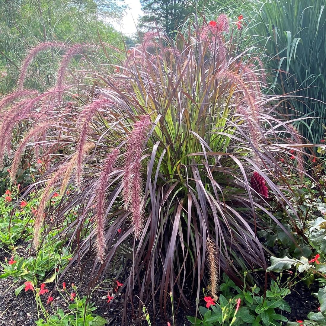 2 Grass Ornamental Grasses Seedlings, Live Grass Perennial Hardy Ornamental Plants, Outdoor Planting, 5-9" Tall (Purple Fountain)