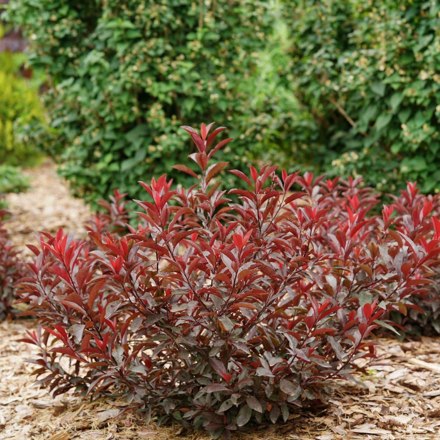 Proven Winners Stay Classy Purple Leaf Sand Cherry (Prunus x cistena) Live Plant, 4.5" Qt