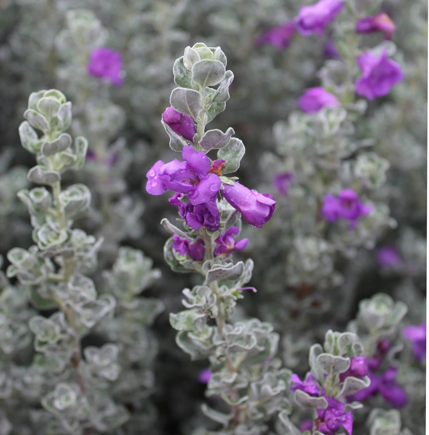 Dwarf Texas Sage Live Plants (5-9") - Pack of 2 (Two) - Leucophyllum frutescens 'Compacta' - Drought Tolerant Silver Shrub - Compact Purple Blooming Barometer Bush