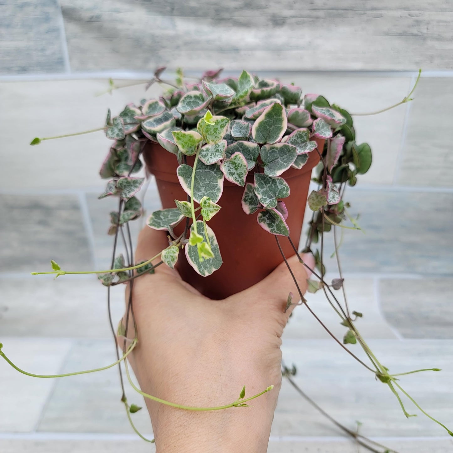 Rare Variegated String of Hearts - Ceropegia Woodii Variegata, Live Houseplants in 4" Pot by 3exoticgreen | Indoor Plants, Live Indoor Plants | Variegated Purple Hearts Plant