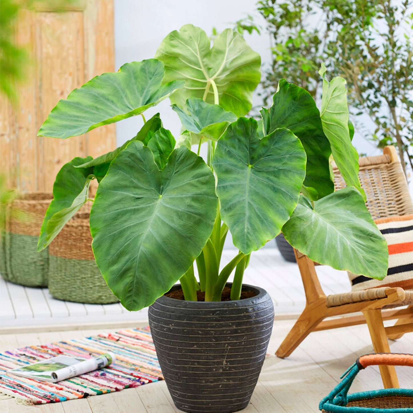 Garden State Bulb Colocasia Esculenta Elephant Ear Bulbs, 5/7 inches, Spring Planting (Bag of 5)