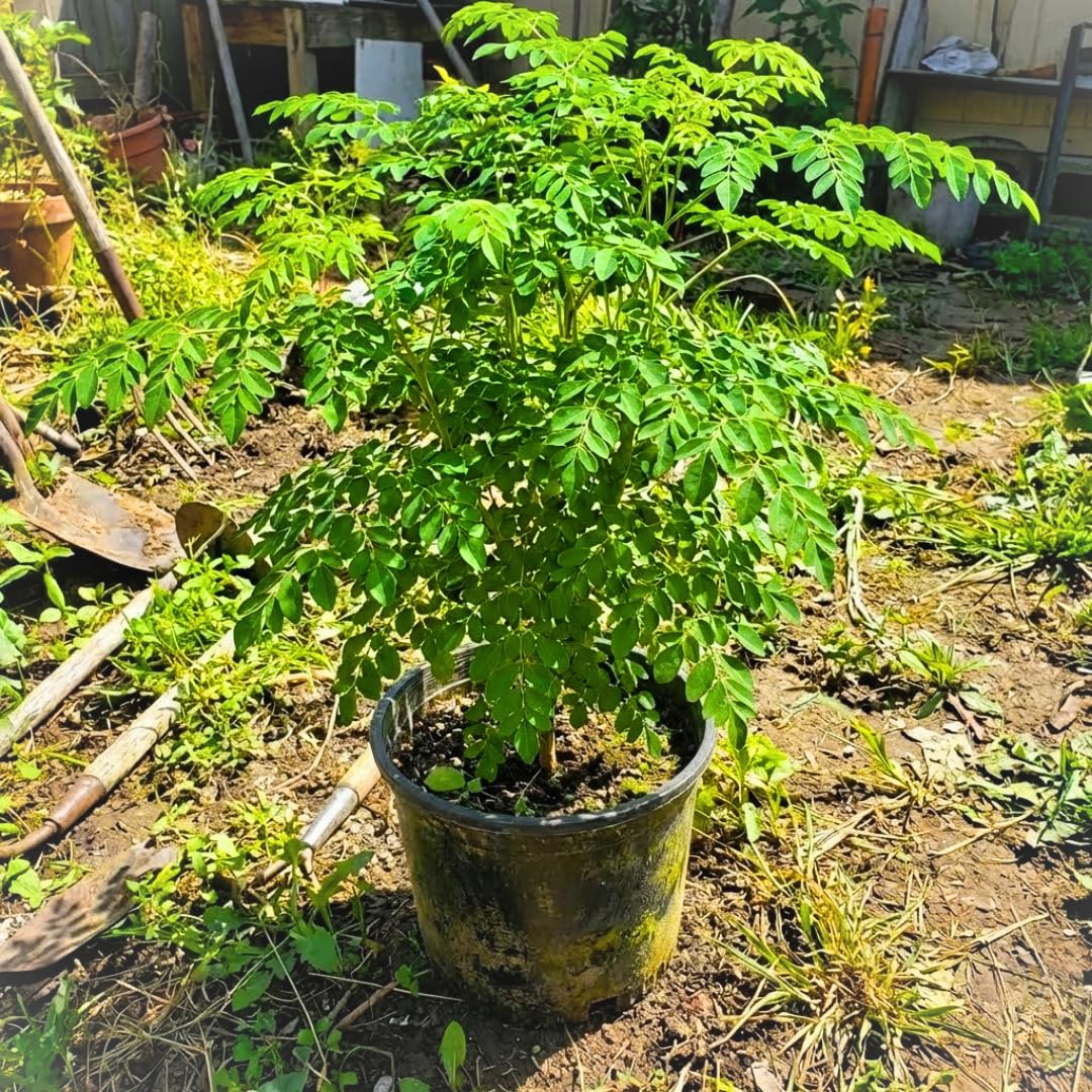 Established Moringa Plant Live Tree 2-3 Feet Tall in 1 Gallon Pot, Malunggay Plant Live, Moringa Oleifera Tree Plant Live, Drumstick Horseradish