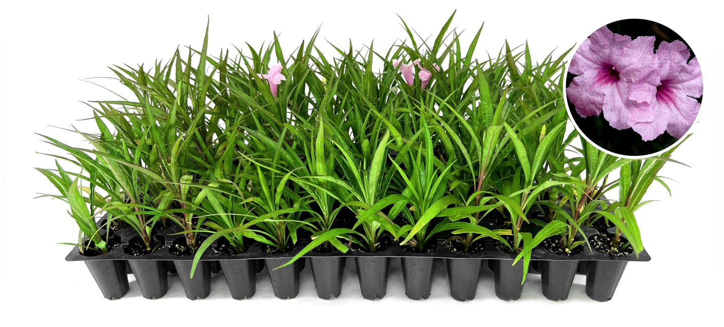 Katie's Dwarf Mexican Petunia Pink | 10 Live Plants | Ruellia brittoniana | Compact Flowering Perennial | Low Growing Pollinator Favorite for Walkways Borders Containers Landscaping