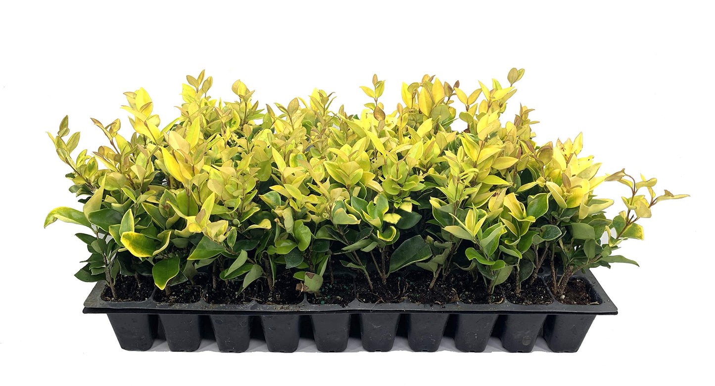 Ligustrum Japonicum Howardi - 10 Live Plants - Privet Howardii - Variegated Evergreen Shrub