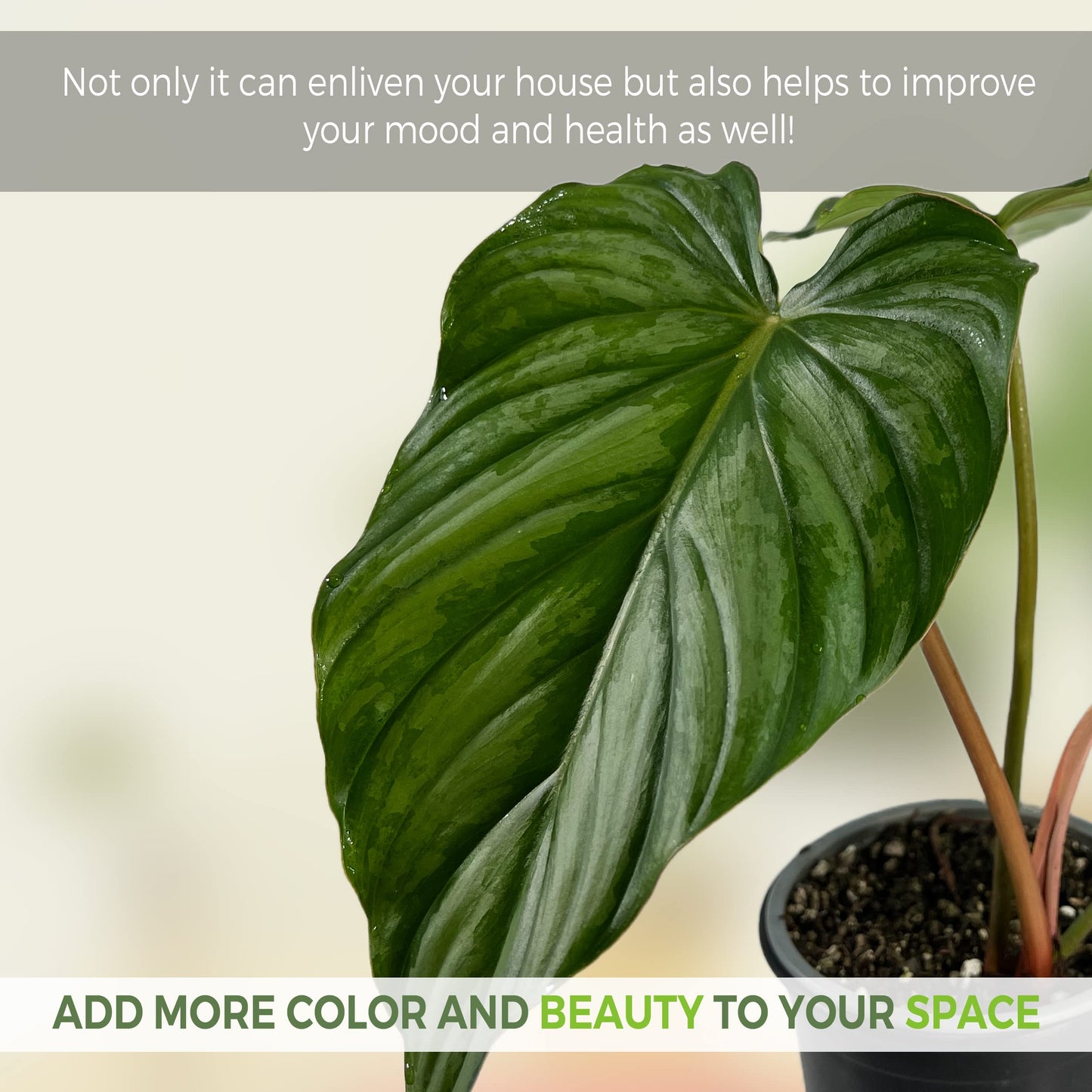 LEAL PLANTS ECUADOR Philodendron Pastazanum Silver (Pack of 2)| Live Indoor Tropical Greenery | Elephant Ear Plant | Air-Purifying Houseplants | Perfect for Home, Office |Unique Gift for Plant Lover