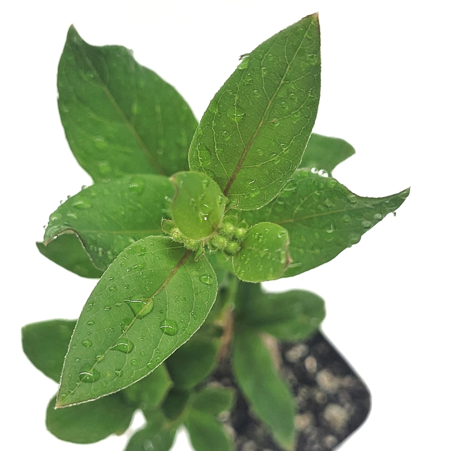 Honeysuckle Live Plant Lonicera Japonica One Starter Plant in 2" Pot | California Grown | Zones: 4–9