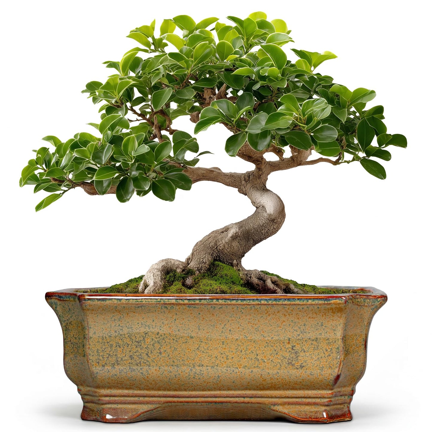 Teagas Bonsai Tree Pots 11.6 Inch - Ceramic Bonsai Planter for Succulent Plants, Succulent Pots with Drainage Hole, Large Indoor Flower Pot, Home Decor, Plant Lover Gifts, Rectangular Yellowish Brown