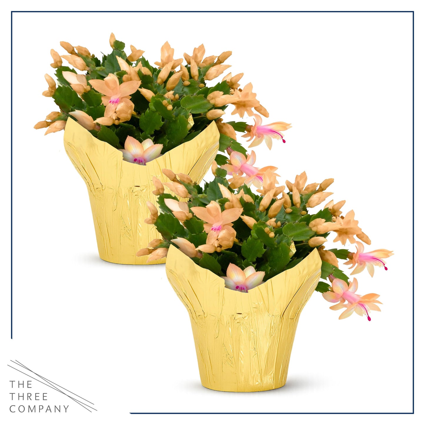 Live Flowering Zygocactus - Yellow-Orange, 2 Pack- Thanksgiving/Christmas Cactus - Seasonal Bloomer, Currently Out of Bloom - 5” Tall by 5” Wide in Deco Cover