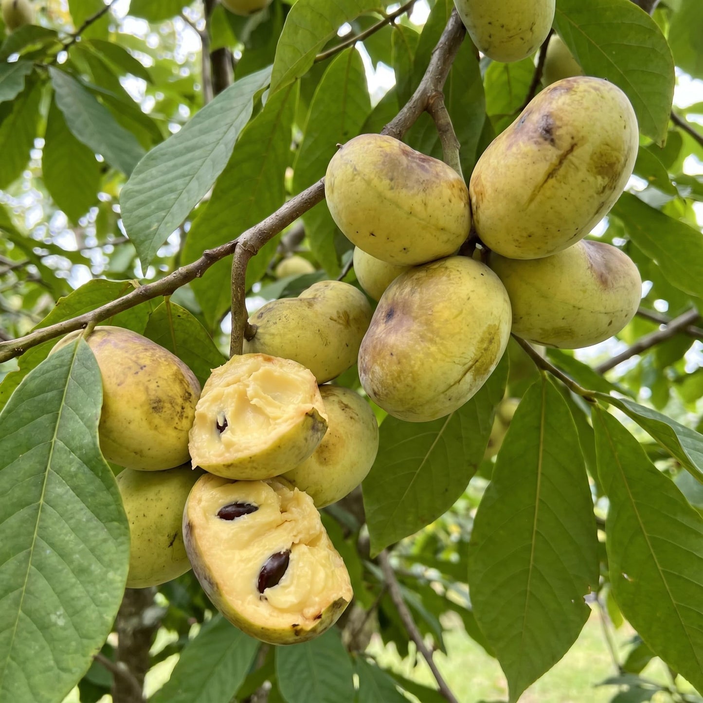 1 Year Old Pawpaw Tree Plant Live, Sweet Custard-Like Paw Paw Plant, 6-12'' Tall, Ready to Grow Outdoor Garden