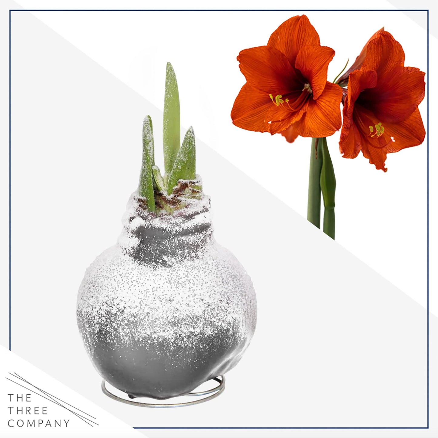 Snow Flecked Waxed Amaryllis Bulb – Silver Wax with Red Blooms – Live Holiday Gift Plant, Easy Care, No Watering Needed