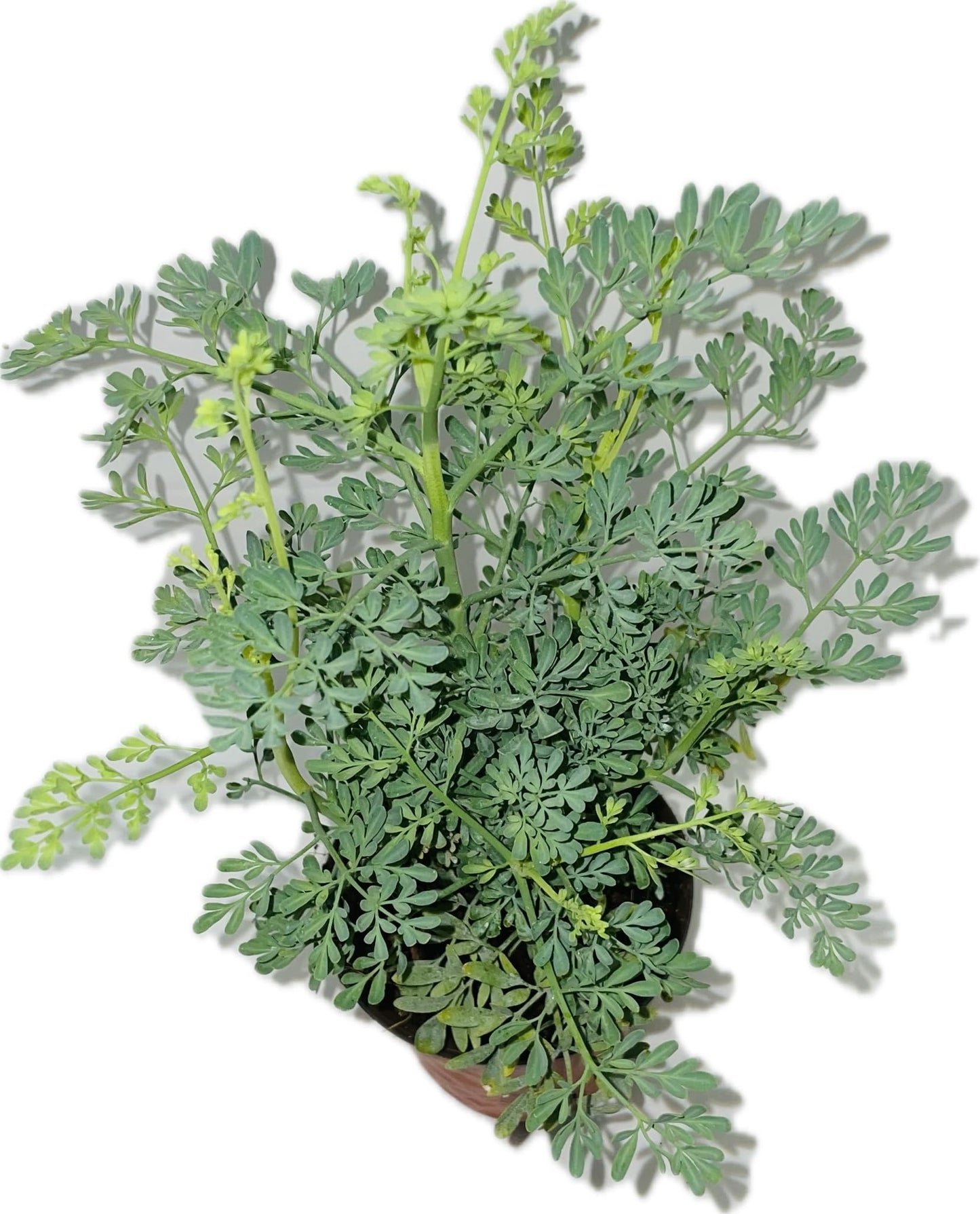 Botanica la Marina Ruda Plant Common Rue Ruta graveolens Herb of Grace, green