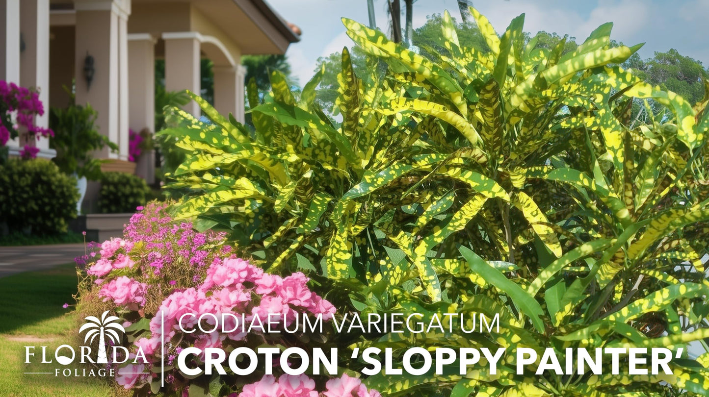 Croton Sloppy Painter Eleanor Roosevelt | 10 Live Plants | Codiaeum Variegatum | Outdoor Indoor Foliage, Tropical Houseplant, Easy Care, Vibrant Leaves, Unique Variegation, Low Light Adaptable