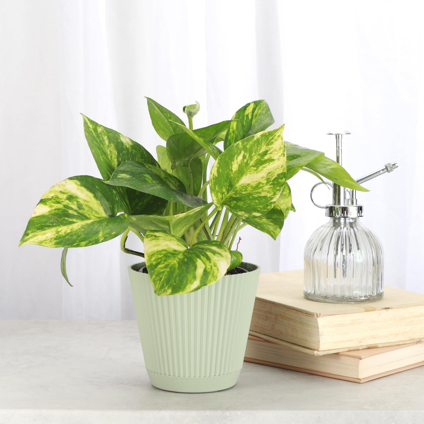 Thorsen's Greenhouse Golden Pothos, Live Indoor Vining Plant, Easy to Grow, Variegated Houseplant, Natural Air Purifier (Sage, 4-inch Pot)