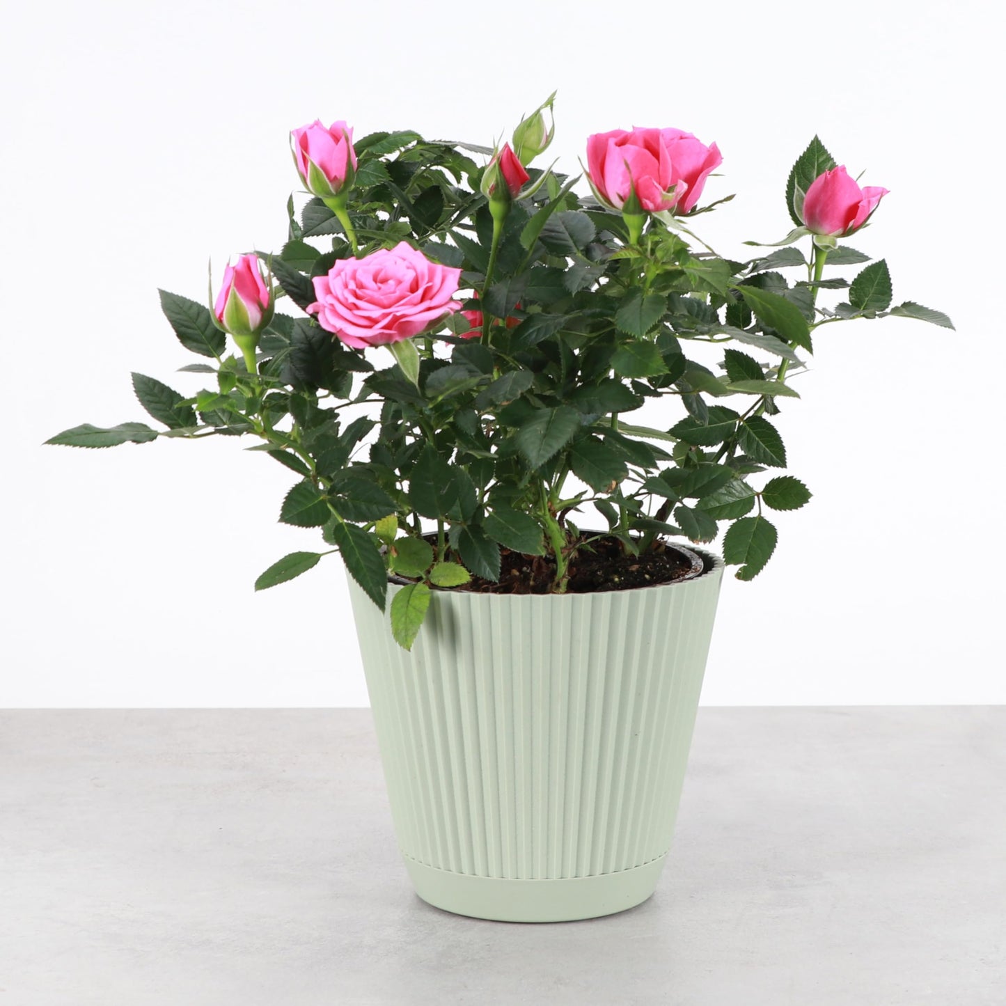 Thorsen's Greenhouse Mini Rose Bush, Spring Blooming Live Plant, Suprise Bloom Color, Gift for Mom, 4" Diameter Plant (Sage)