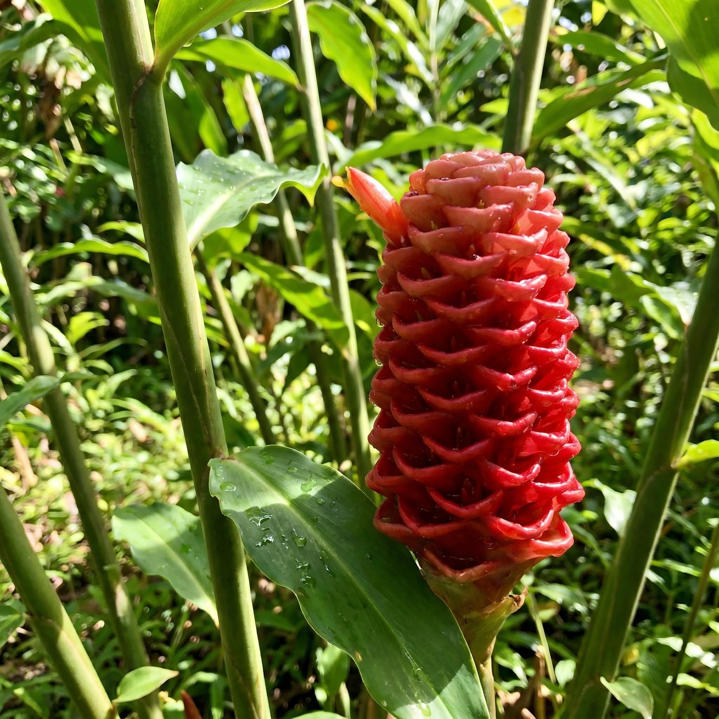 10 Awapuhi Shampoo Ginger Rhizomes, Red Shampoo Ginger 4-6 Inch, Red Ginger Lily, Zingiber Zerumbet, Outdoor Growing, Ready to Grow