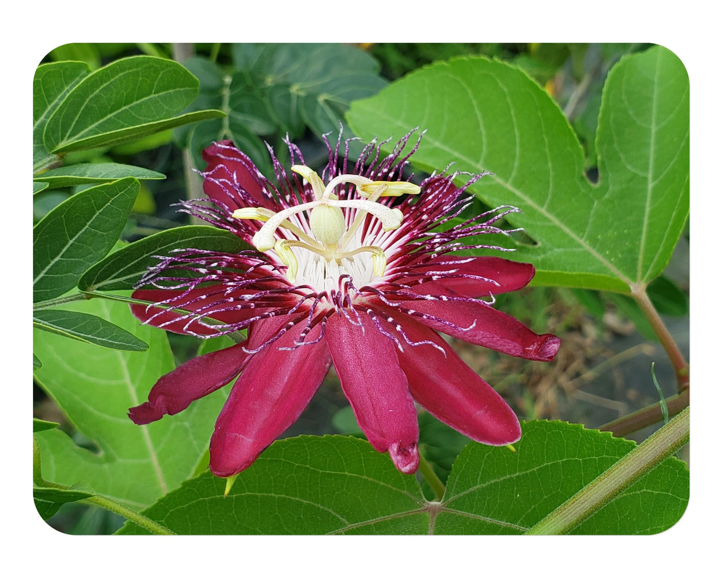 Lady Margaret - Passion Flower Vine - Passiflora coccinea Hybrid - Live Butterfly Plant - Burgundy Red Bloom - Emerald Goddess Gardens - Starter Sz 4 Inch Pot