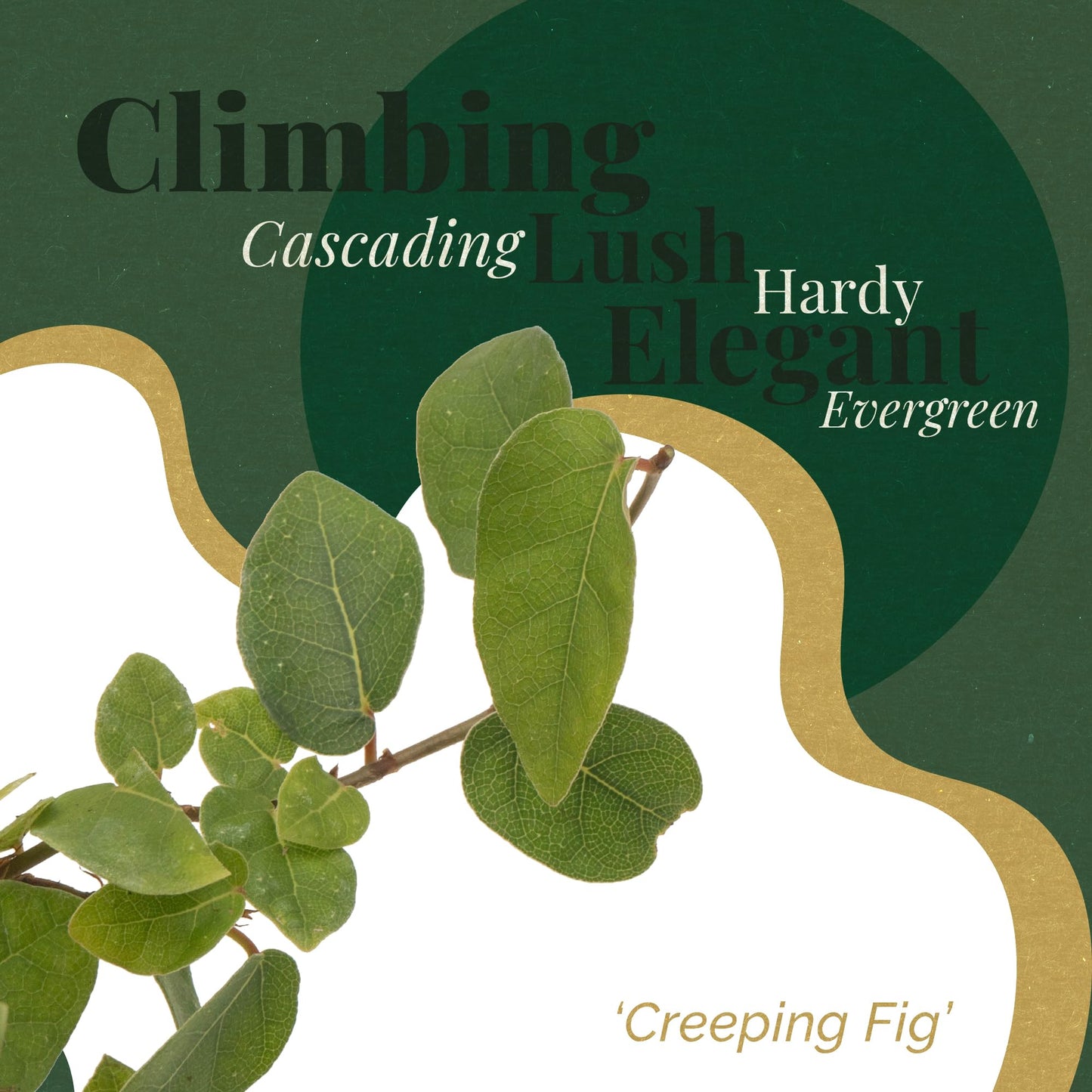6 Creeping Fig, Live Plants – Ficus Repens – Fast-Growing & Versatile Climbing Vine in 2.5” Nursery Cubes – Perfect for Living Walls, Topiaries, Ground Cover & Indoor/Outdoor Decor