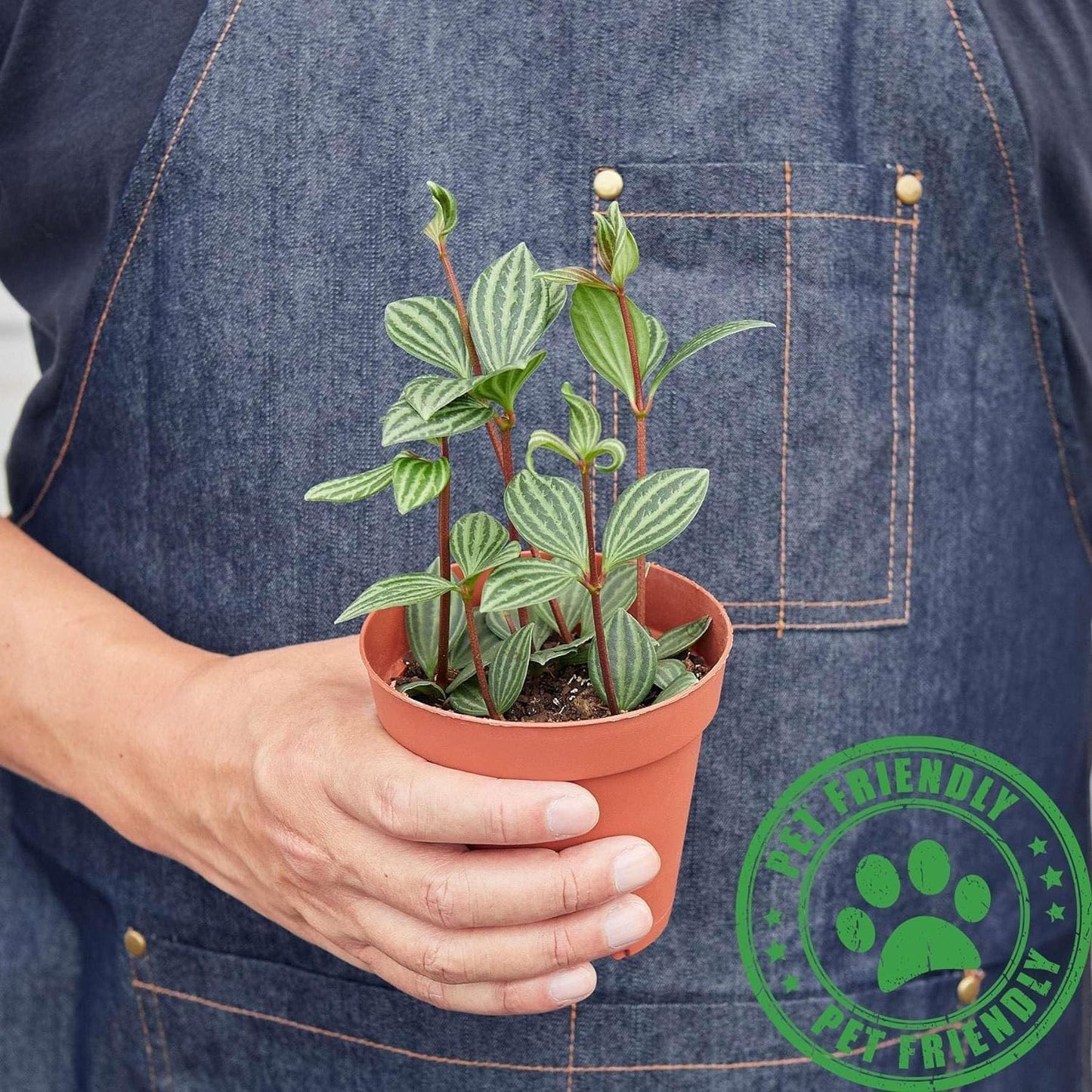 Peperomia 'Parallel' | Live Plant for Indoor & Outdoor | for Living Room, Office, Bathroom | (4" Pot)