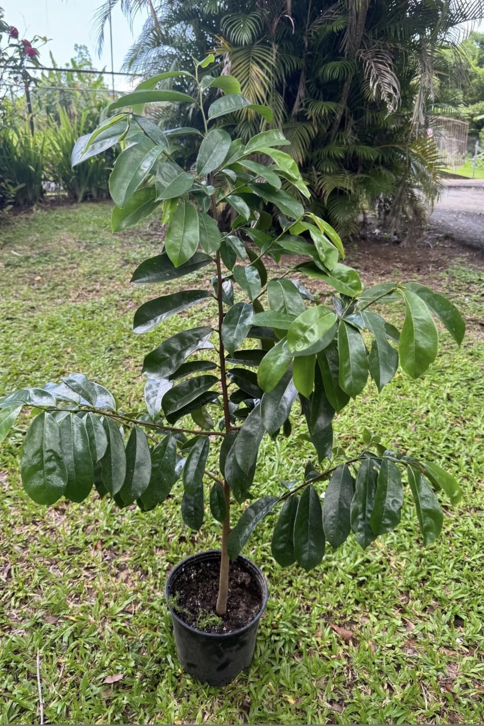 Old Giant Soursop (3ft) (Annona muricata graviola) Guanabana Tropical Live Fruit Tree Plant