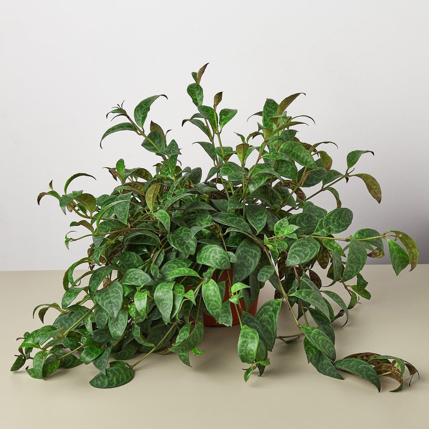 Lipstick Black Pagoda | Live Plant for Indoor & Outdoor | for Living Room, Office, Bathroom | (6" Pot)