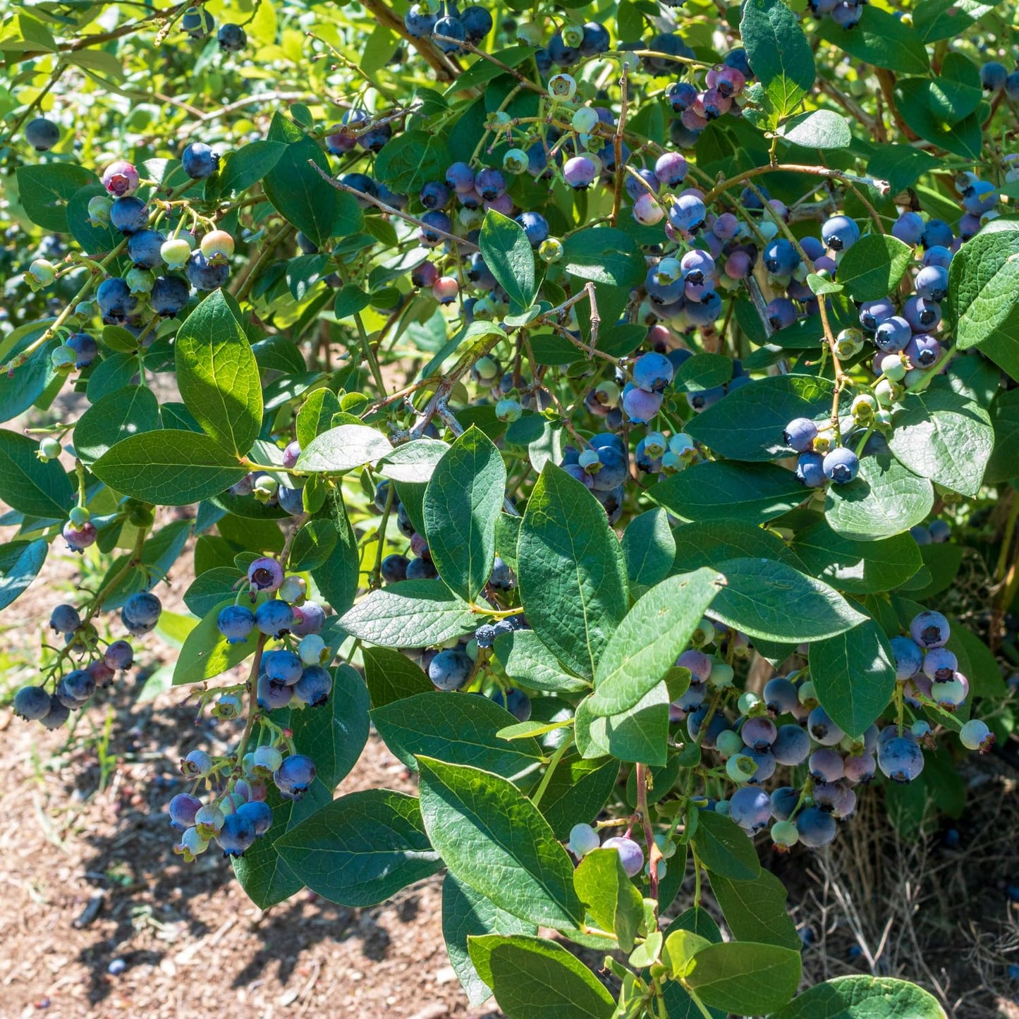1 Blueberry Bush Live Plant, Blueberry Plant Live for Planting Outdoor, 5-9 Inch Blueberry Fruit Trees, No Pot (Emerald Blueberry)