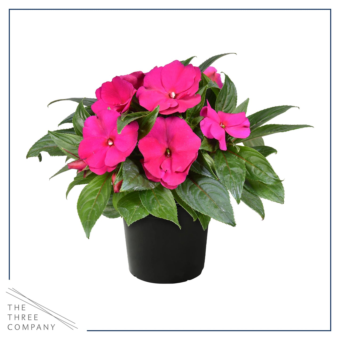 Live Flowering New Guinea Impatiens - Shades of Pink (3 Plants Per Pack) - Beautiful Shade Flowers - 12" Tall by 5" Wide in 1 Qt Pot