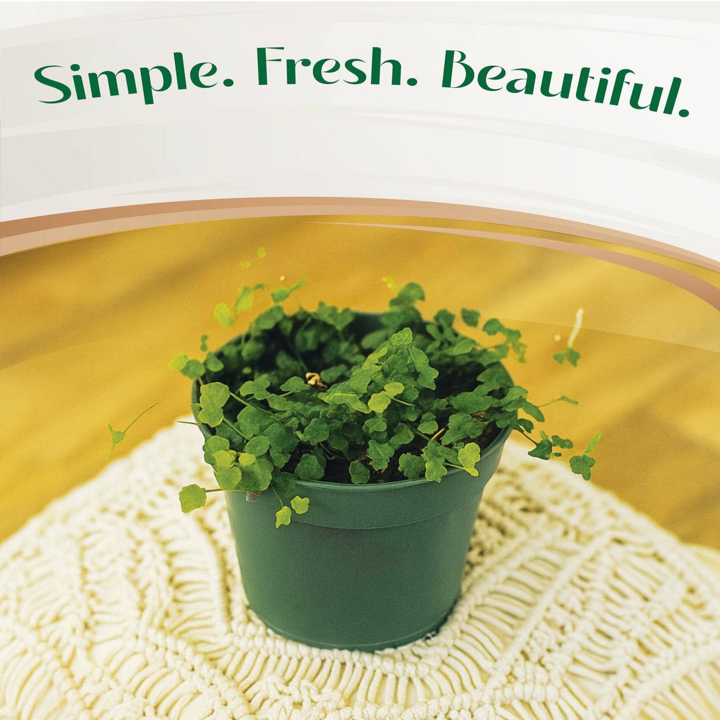 Live Plant String of Frogs 4" - Live Trailing Succulent Fully Rooted in Pot with Soil Mix - Rare House Plant for Home Office Wedding Hanging Decoration, DIY Projects, Party Favor(Heat Pack Included)