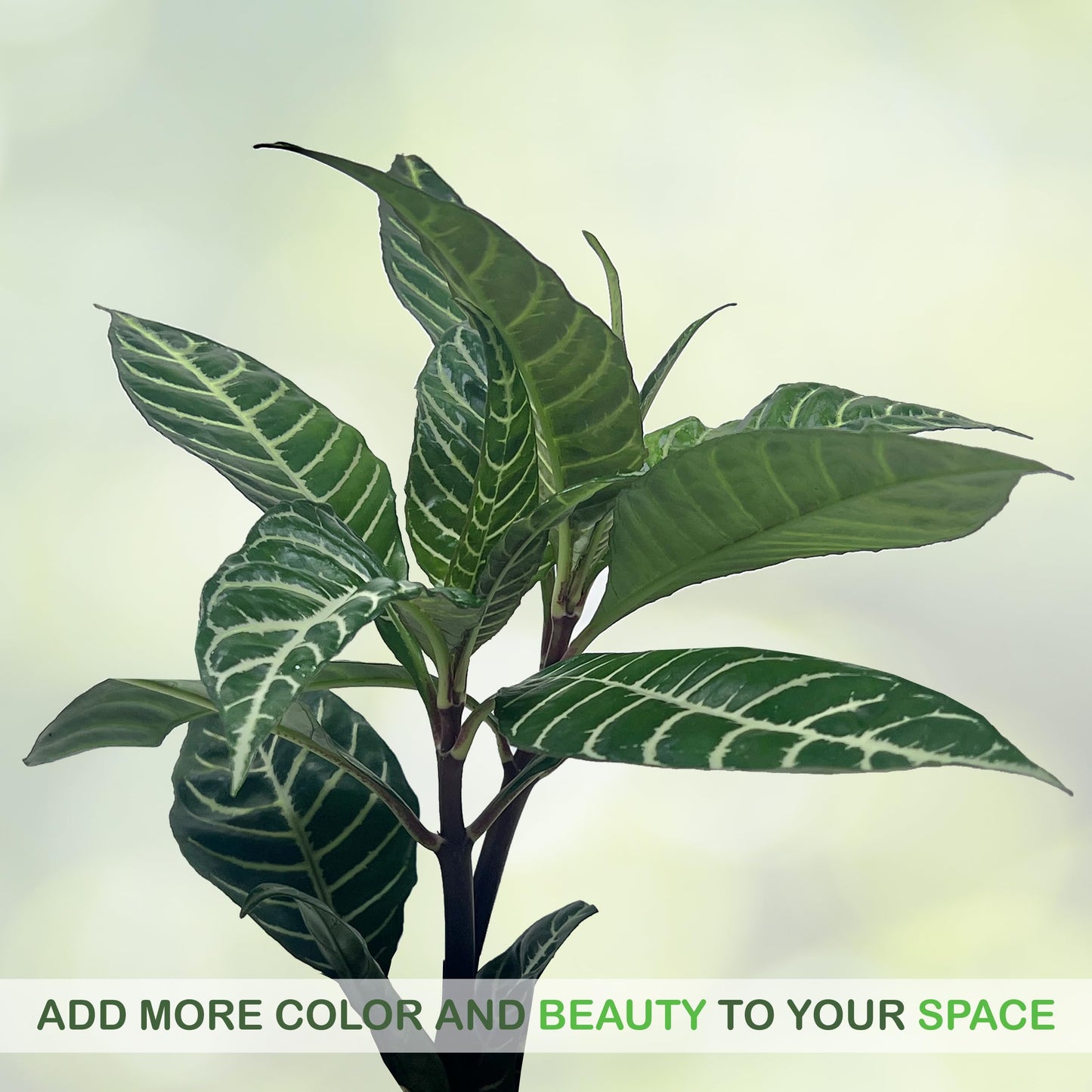 LEAL PLANTS ECUADOR Aphelandra Squarrosa Zebra Plant (Pack of 2)– Striking Foliage House Plant Easy Care, Air-Purifying Indoor Plant for Wellness & Home Decor, Office Desk, Unique Sustainable Gift