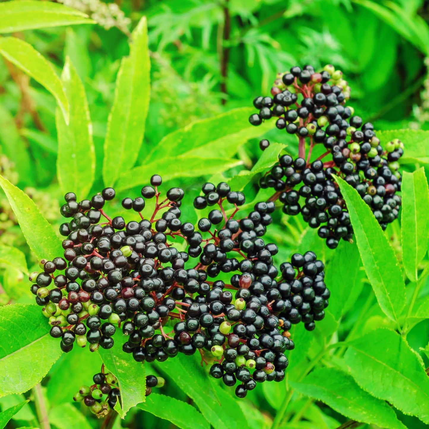 Elderberry Plant Live, 6-12" Height, Hardy Perennial Black Elderberry Bush for Outdoor Planting, in Pot