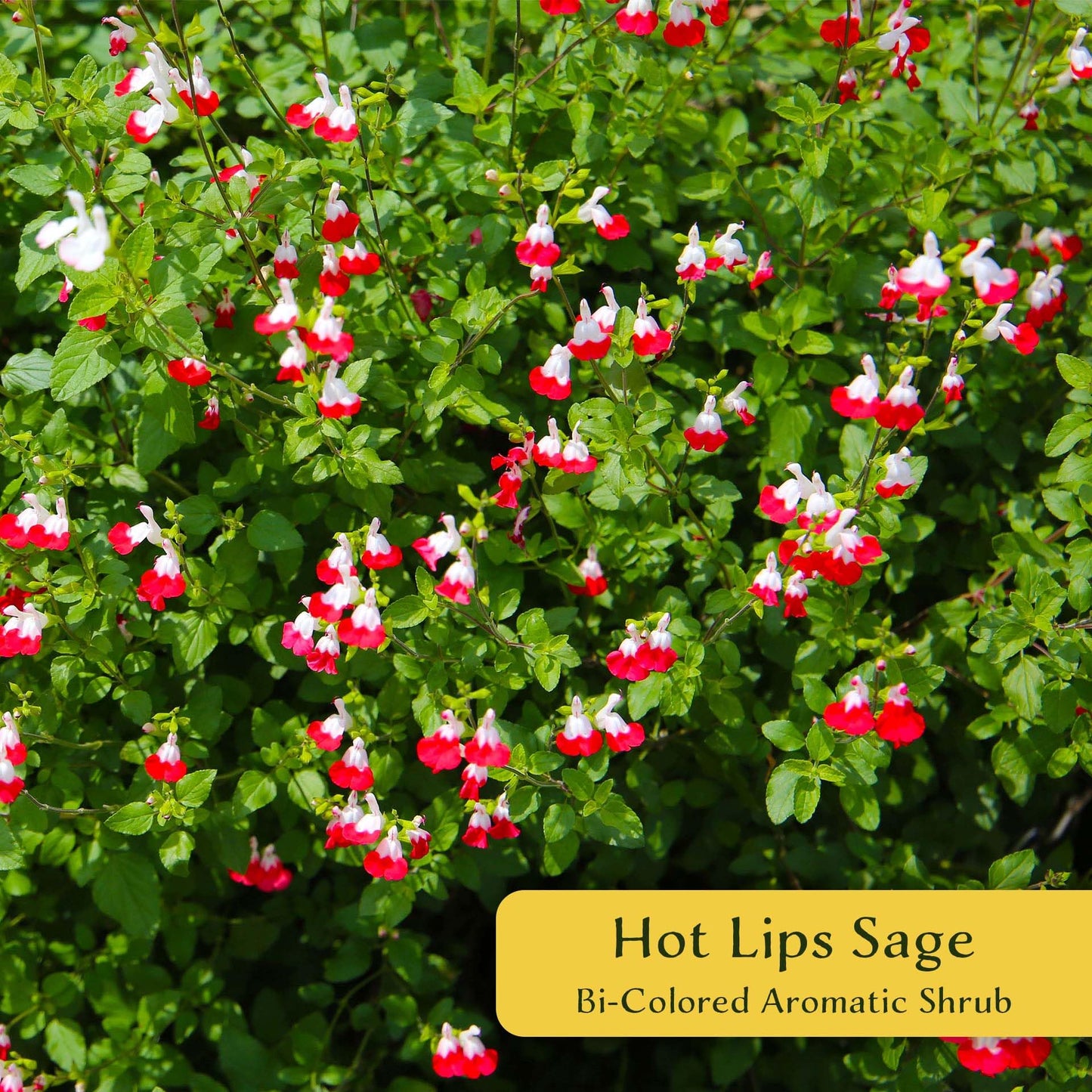 6 Hot Lips Sage in 3.5” Nursery Cubes (Salvia microphylla ‘Hot Lips’) | Vibrant Red & White Flowering Perennial Shrub for Borders, Containers & Pollinator Gardens | Ready-to-Plant Live Starter Plants