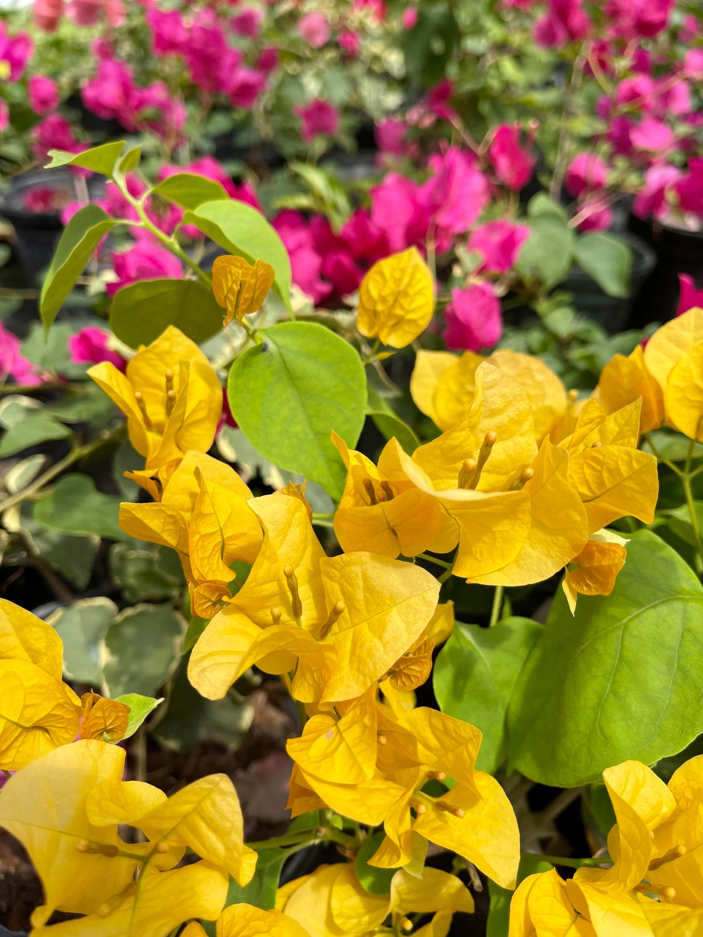 16" Tall Yellow Bougainvillea Live Well Established Plant in 6" Pot with Wood Trellis Bright Colors Flowering Vine Indoor/Outdoor Perennial/Annual Tropical