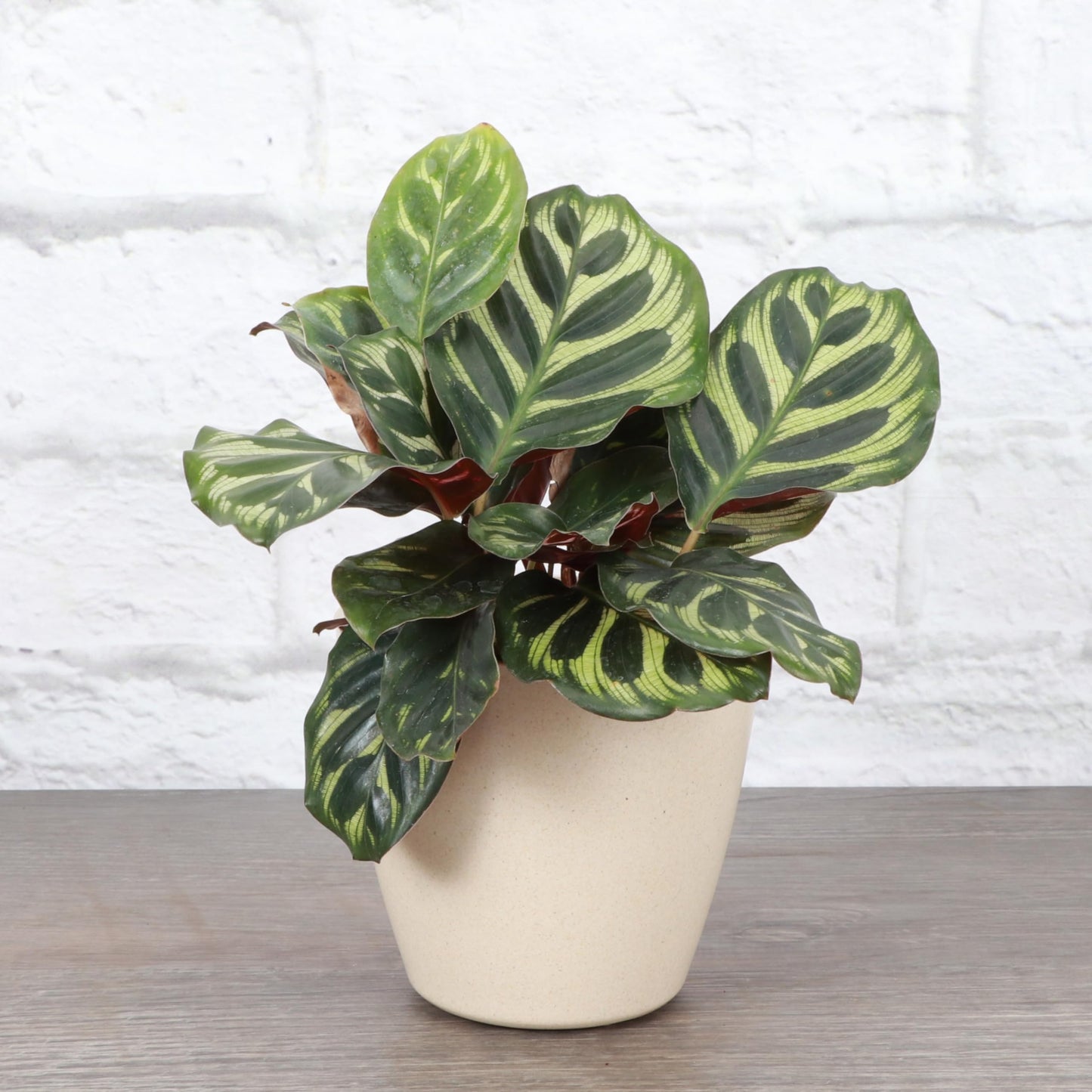 Thorsen's Greenhouse Peacock Calathea, Live Indoor Plant, Safe for Pets, Colorful Foliage, Rare Variety, Peacock Plant, 4" Diameter (Natural)