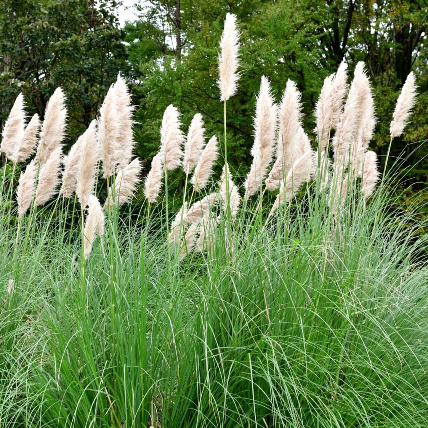 2 White Pampas Grass Plants Live, 5-9 Inch Tall, Ornamental Grass Live Plants for Outdoor Landscaping