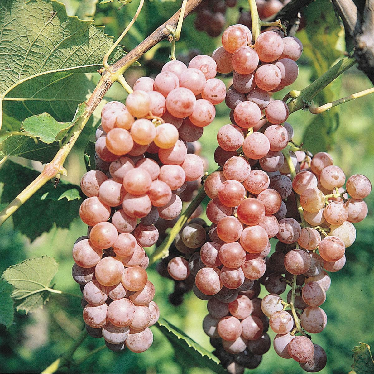 GURNEY'S - Tickled Pink Grape Vine Dormant Bareroot Fruit Bearing Starter Plant - Due to restrictions Can't Ship to CA, ID, OR, or WA