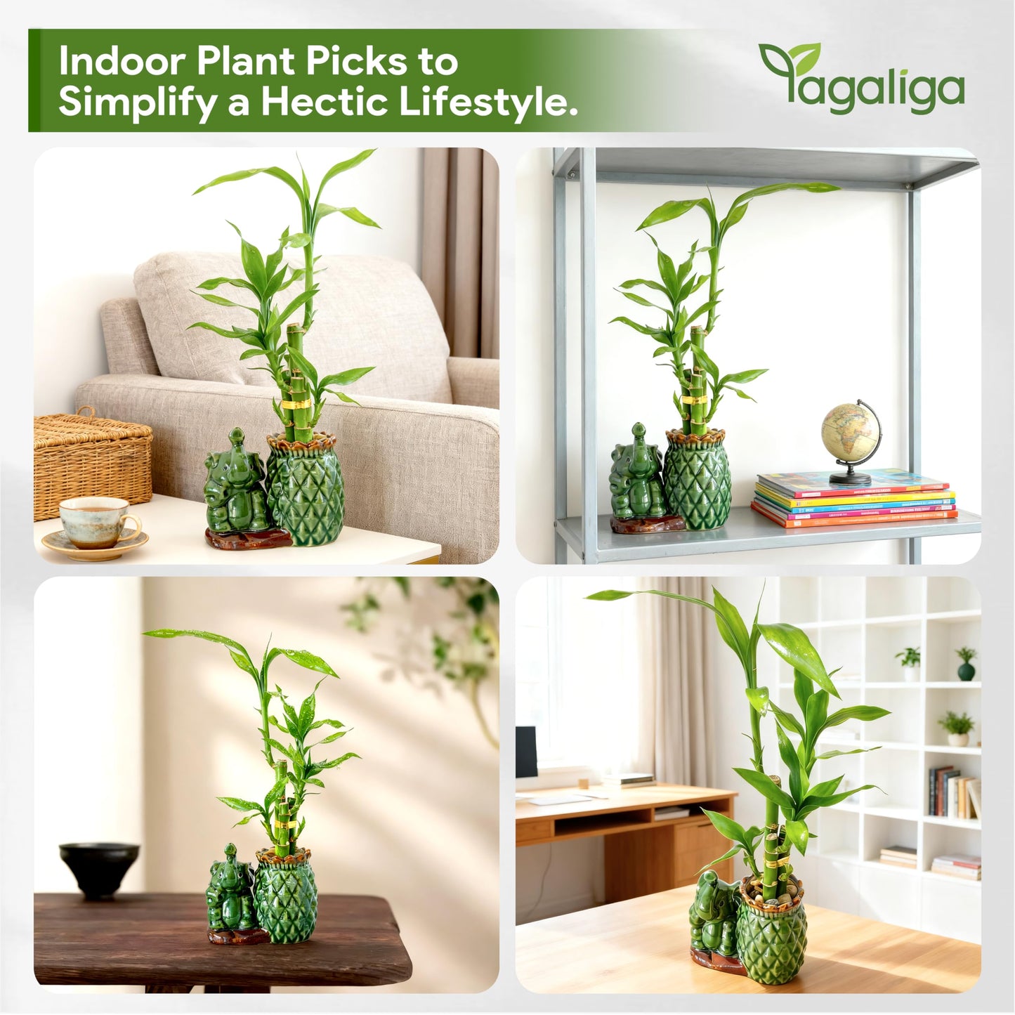 Yagaliga Lucky Bamboo 3-Stalk (2×6″ + 1×8″) Live Indoor Plant Set – Elephant & Pineapple Ceramic Pot with Pebble Bag