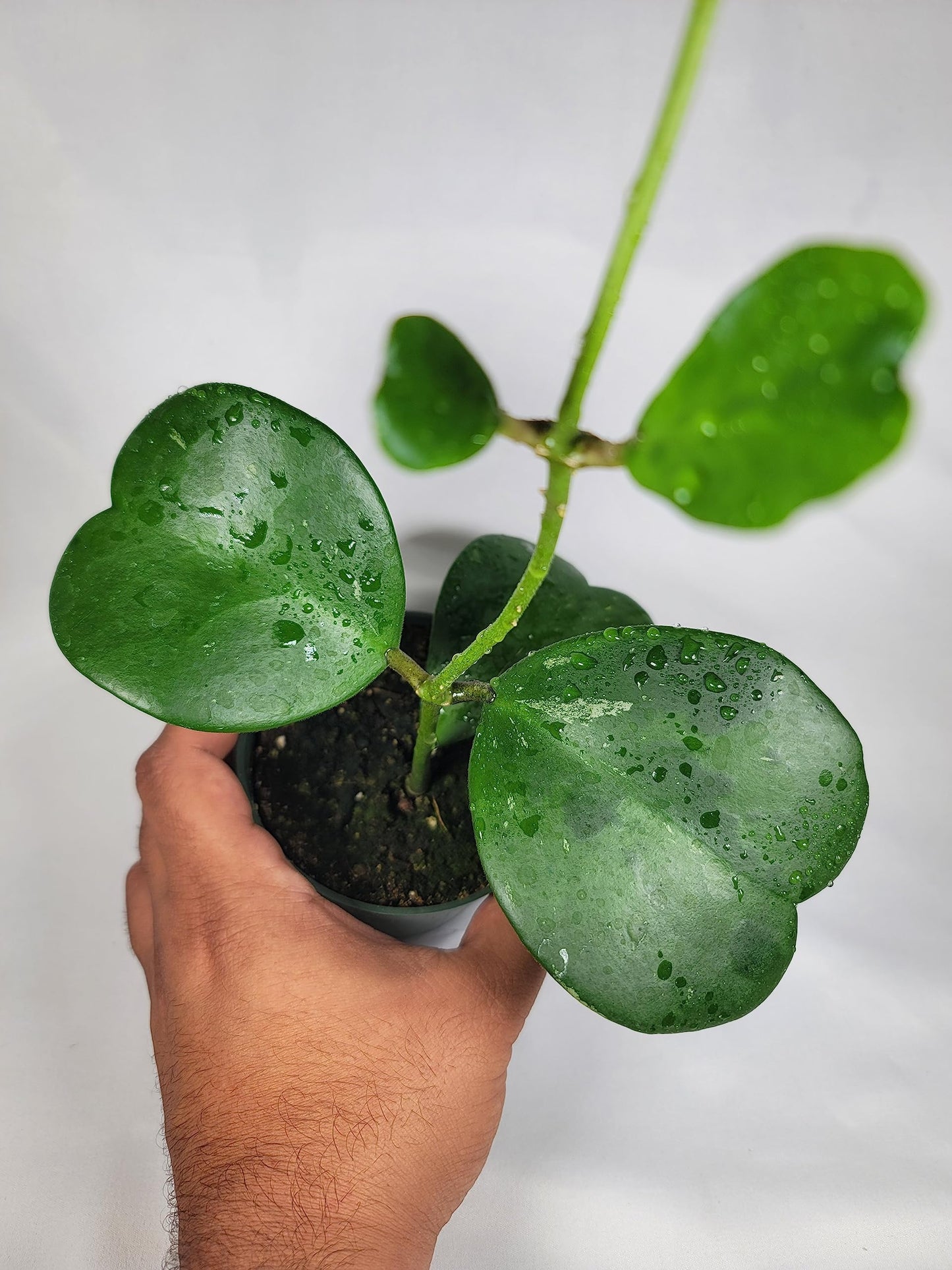 Hoya Kerrii with Heartshape Leaves Live Hoya Plant Great Gift for Mothers and Loved Ones Sweetheart Hoya Live Plant (Hoya Kerrii in 4" Pot, 4-6 Leaves Plant)