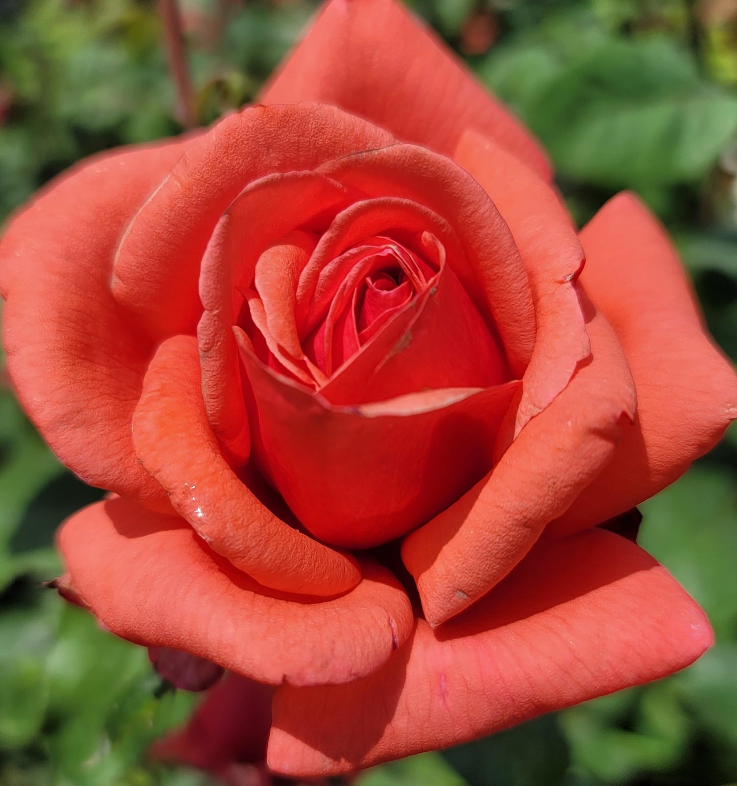 Fragrant Cloud Coral Rose Bush, Rose Bushes Ready to Plant, 2 Quart Pot, Plant Gifts, Roses Live Plants (Coral-Red, Fragrant Cloud Rose)