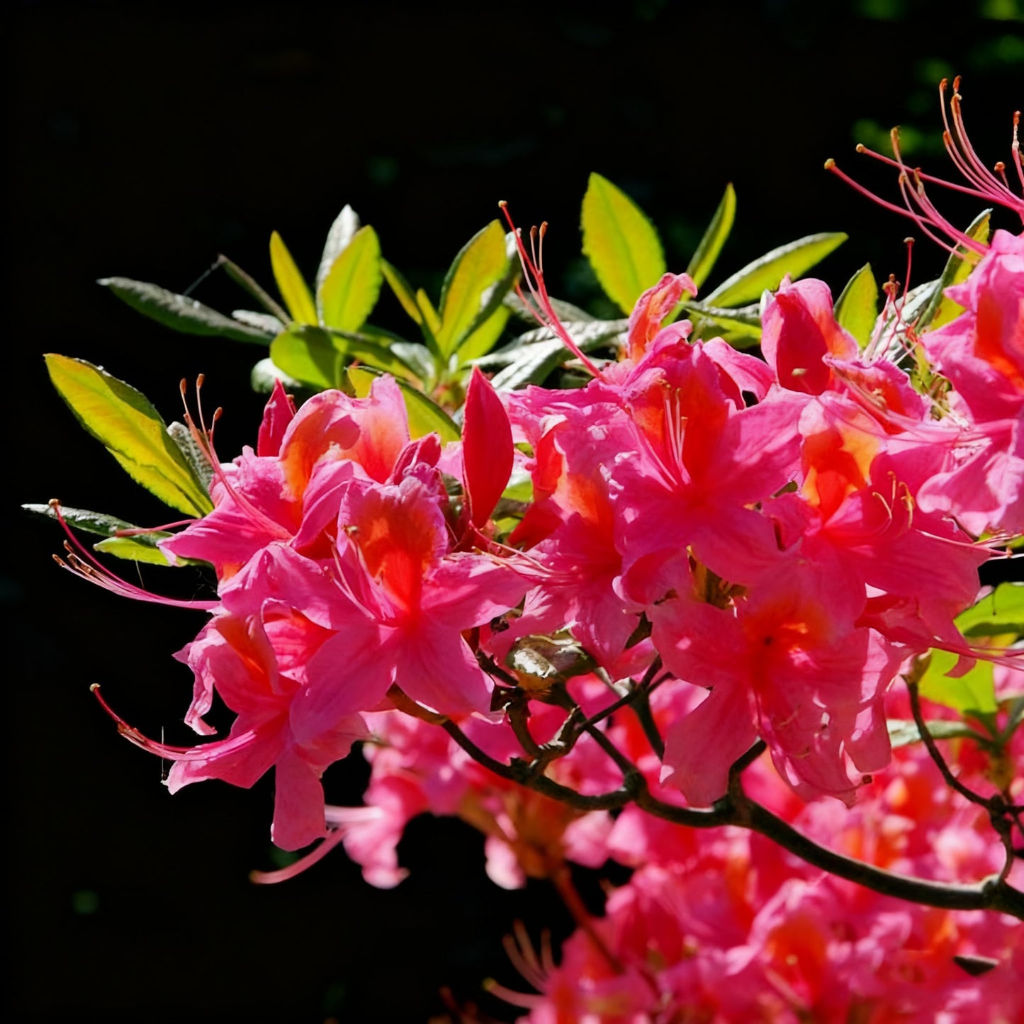 30 Azalea Seeds for Planting, Mixed Color Rhododendron Flower Seeds, Non-GMO Heirloom Azalea Seed for Home Garden Outdoor