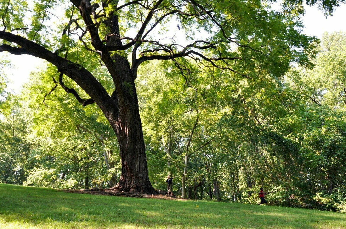 2 Black Walnut Trees - 18-24" Tall - Nut-Bearing Live Plants - Fast Growing Trees - Juglans Nigra - (2 Pack)