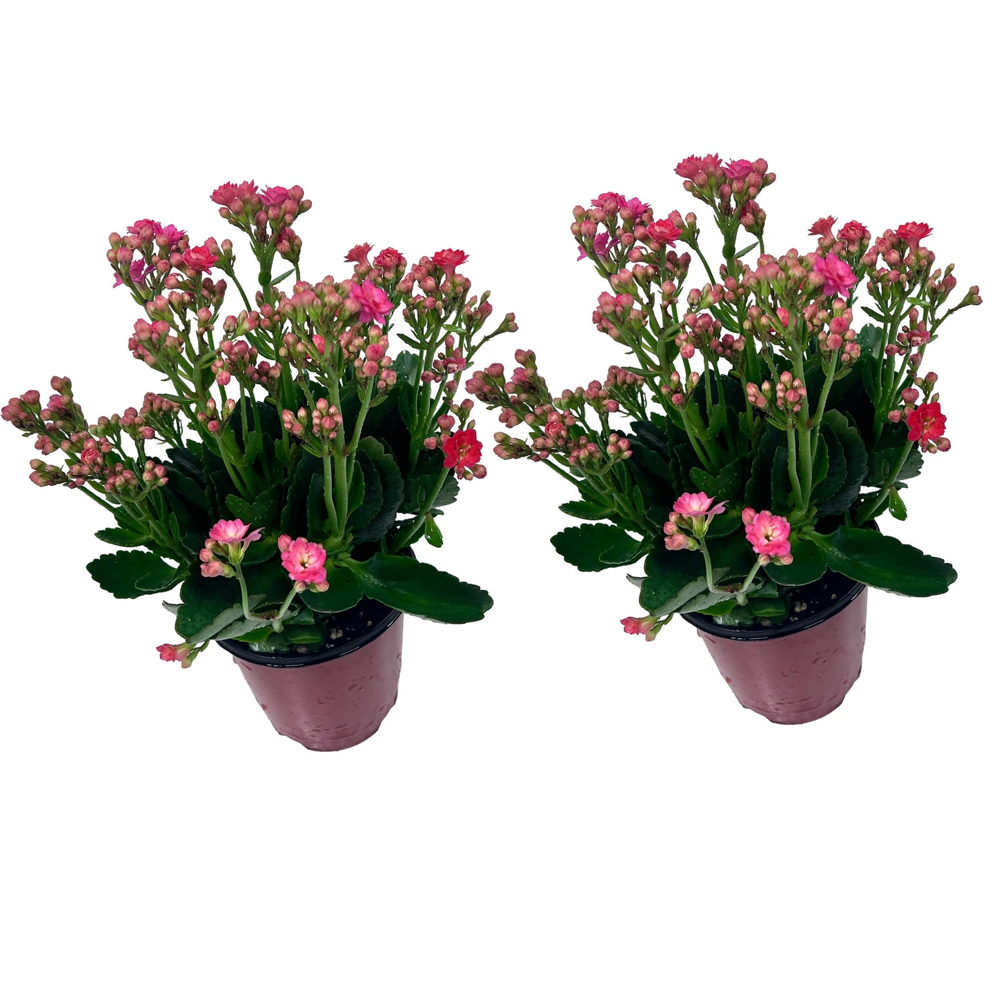 LEAL PLANTS ECUADOR Kalanchoe Plant Pink Light (Pack of 2) Vibrant, Long-Lasting Blooms & Easy Care,Air-Purifying, Perfect for Home Decor, Unique Gift for Plant Lover