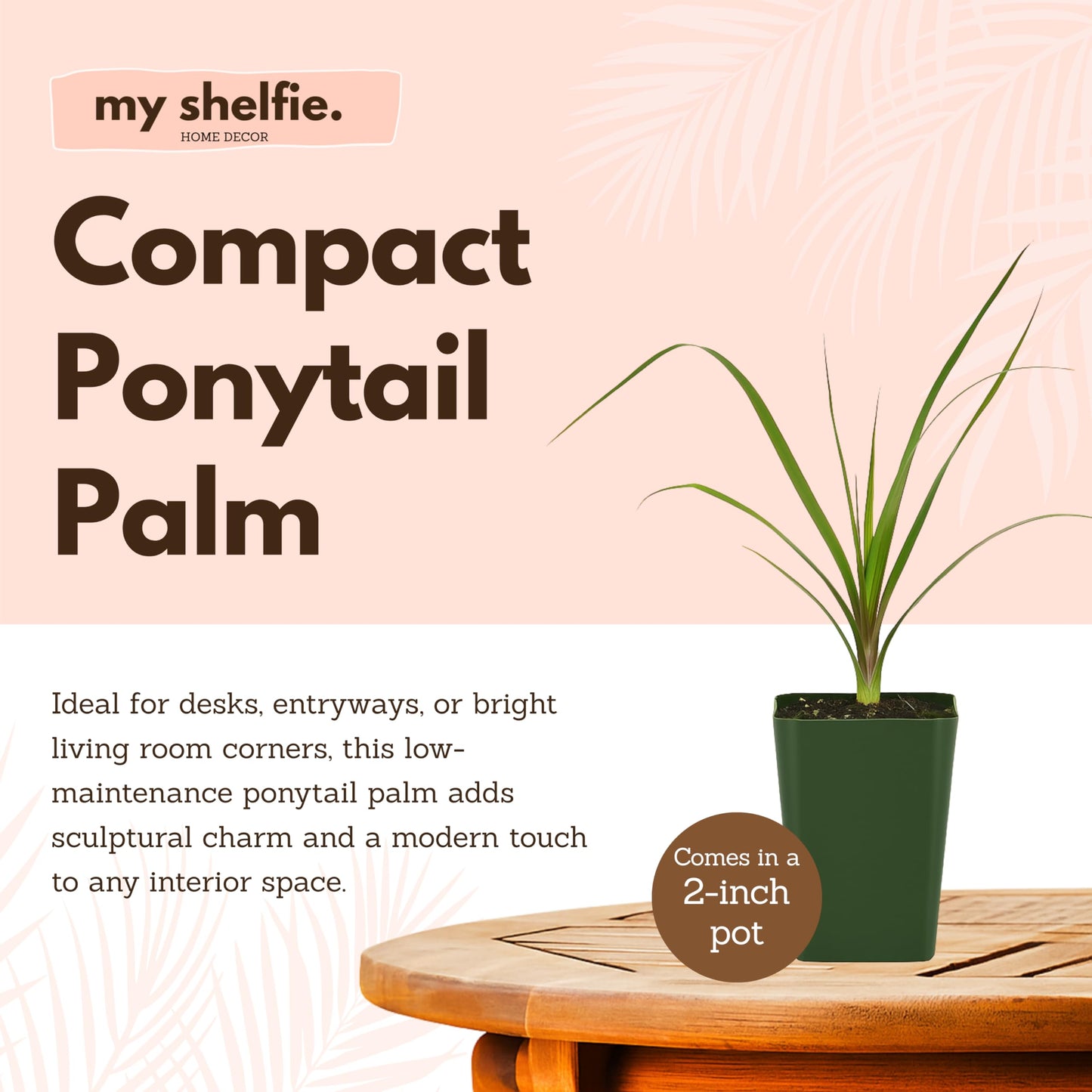 MyShelfie - Ponytail Palm (Beaucarnea Recurvata) Live Indoor House Plant in 2-Inch Pot – Low Maintenance, Air-Purifying Plant