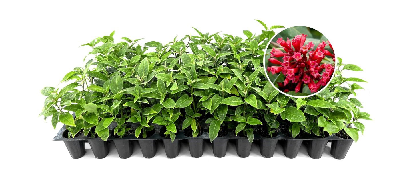 Cestrum Red Plants | 3 Live Seedlings | Cestrum newellii | Red Tubular Blooms | Hummingbird Magnet Shrub for Tropical Garden Designs