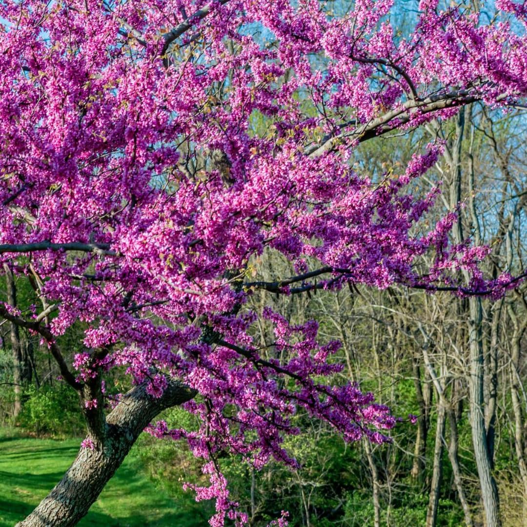 Eastern Redbud Tree Live Plant - 12-18 Inch Tall in Quart Pot, Redbud Live Trees, Beautiful Spring Pink Blossoms, Low-Maintenance Starter Tree for Outdoor Landscaping