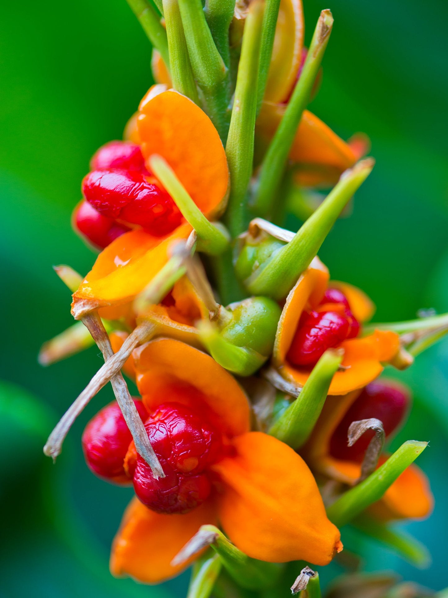 Easy to Grow Ginger Aurantiacum 3 Flower Bulbs - Uncommon Orange Fragrant Blooms in Summer Tropical Garden